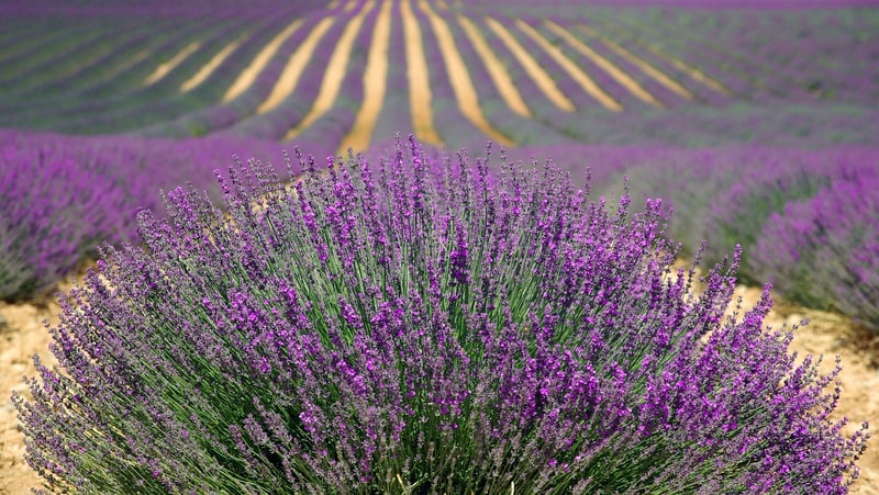 Lavender field
